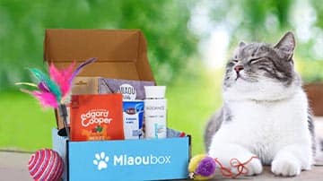 box pour chat