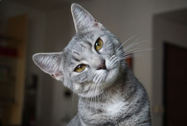 chat gris avec yeux marrons