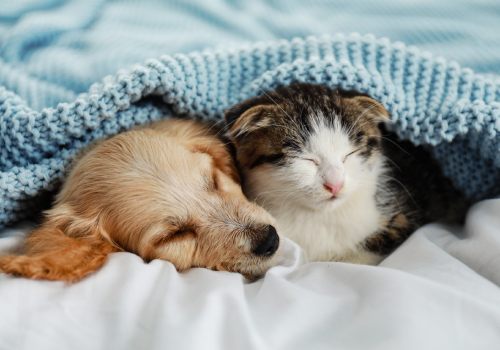 chat et chien dans un lit 