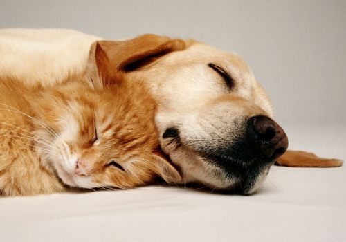 chien et chat en train de dormir