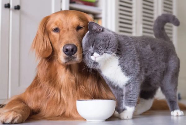 chat et chien en train de manger