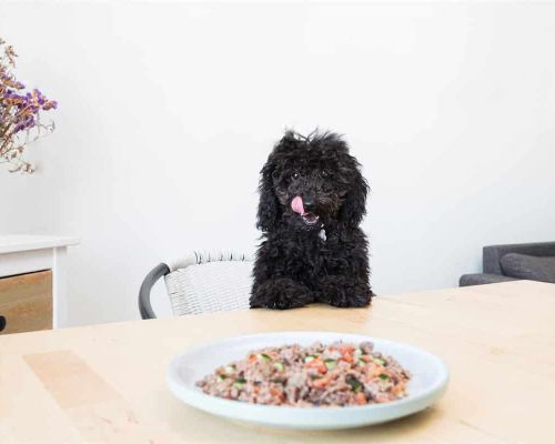 chien à table avec son plat elmut