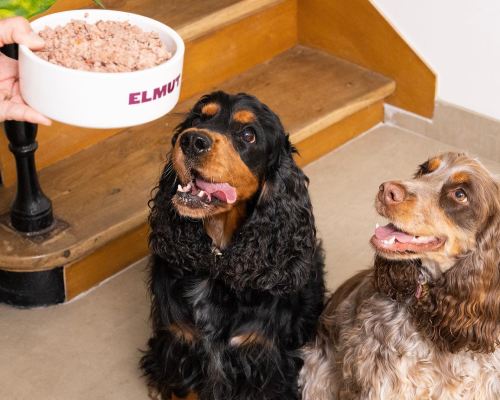 deux chiens cockers avec plat elmut