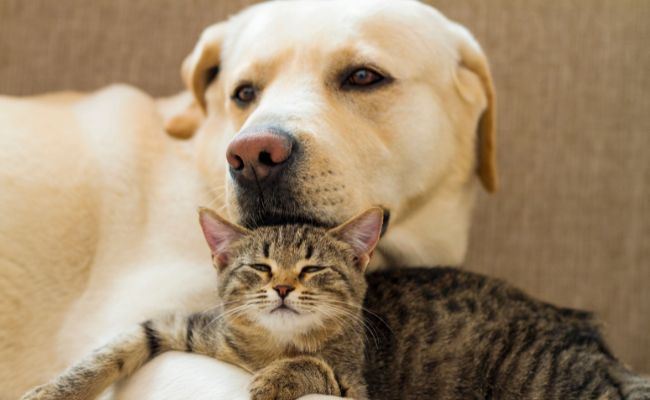 chien et chat faisant un calin