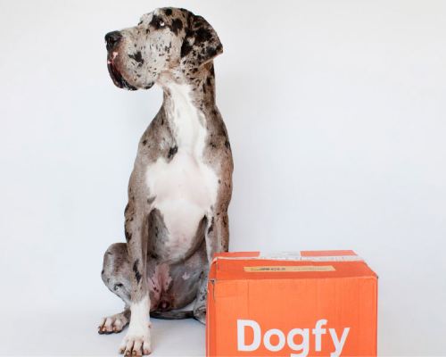 gros chien avec box dogfy diet