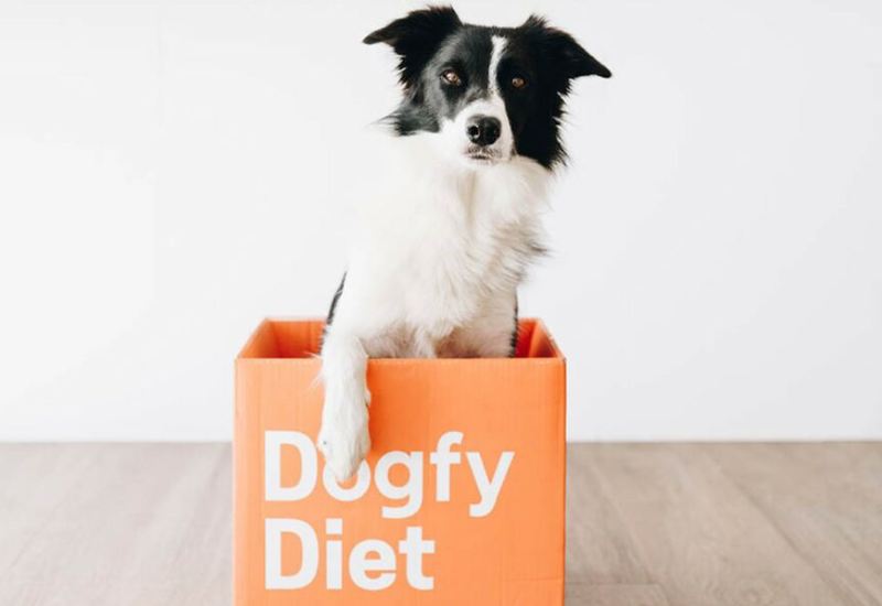 présentation de la box dogfy diet