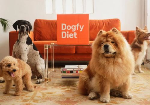 chiens avec grosse box dogfy diet