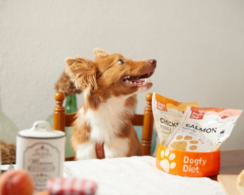 chien avec produits dogfy diet