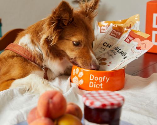 chiens avec museau dans box dogfy diet