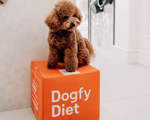 caniche sur une box dogfy diet